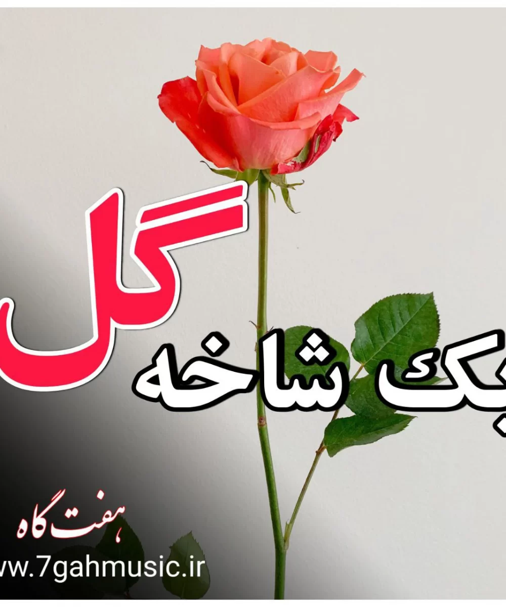 یک شاخه گل